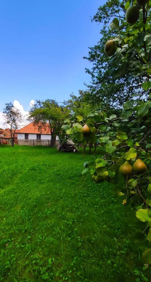 Pensiunea Narcisa Cu Ciubar Malaesti Exterior photo